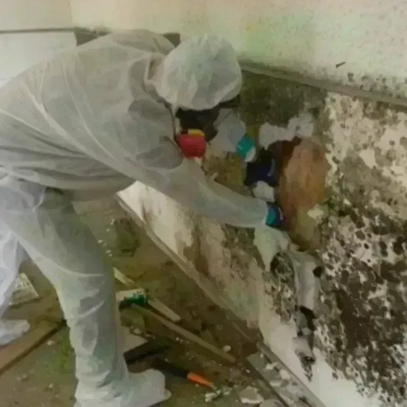 Mold Remediation and Removal in Mount Morris, MI